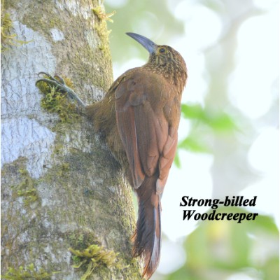 Strong-billed Woodcreeper